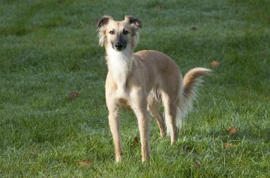 Whippet z długimi włosami