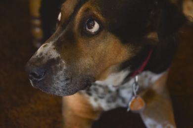 Jak zmierzyć temperaturę psa?