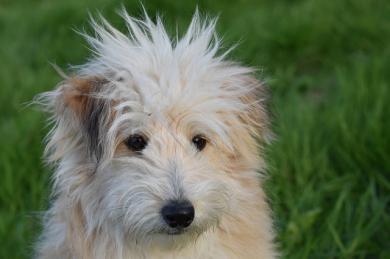 Wścieklizna i szczepienia