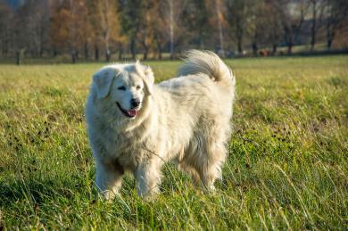 Uważaj na otyłość