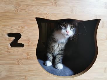 Koty uwielbiają stały reżim