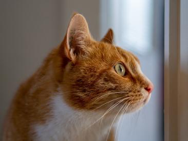 Jak nauczyć kota korzystania z drzwiczek dla kota?