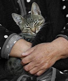 Psy i koty korzystnie wpływają na zdrowie psychiczne