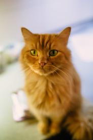 Najpiękniejszym prezentem dla kota jest kochający dom