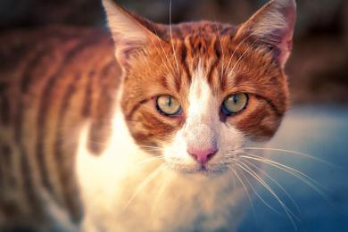 Powolne mruganie jest jak uśmiech dla kotów