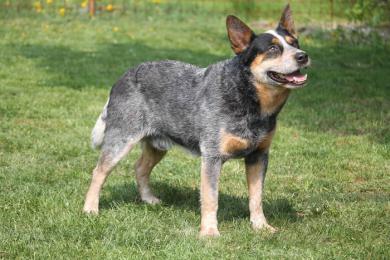 Australijski pies pasterski - cokolwiek pomyślisz, zrobi z tobą i specjalnie dla ciebie