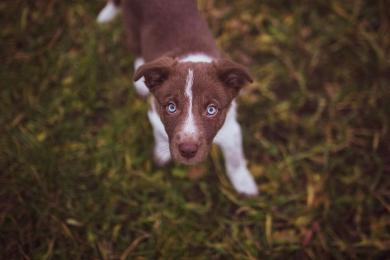 Mamy nowego szczeniaka, jak się nim opiekować?