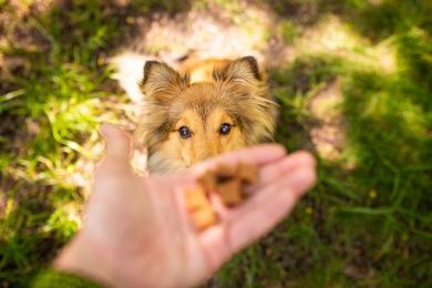 Mity na temat karmy dla psów