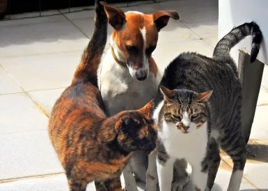 Kiedy zwierzę czuje się pod psem, może to być alergia
