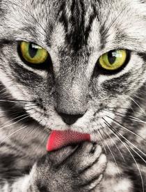 Obgryzanie pazurów u kota – kiedy jest normalne, a kiedy problemem?