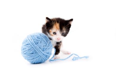 Uwaga na szycie. Kot połknął nić i igłę, musiał przejść operację