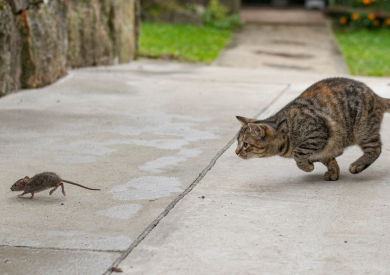 Dlaczego niektóre koty nie polują na myszy? A jak wspierać instynkty łowieckie?