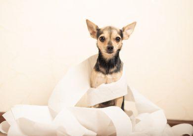 Co dać psu na zaparcia i jak naturalnie sobie z tym poradzić?