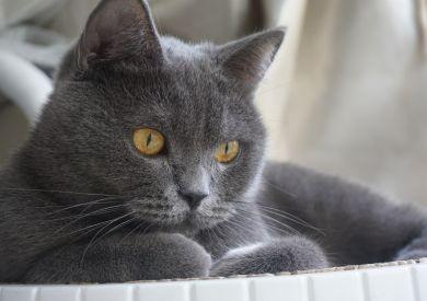 Kot brytyjski niebieski: arystokrata wśród kotów