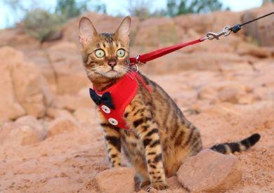 Ubrania dla kota: kilka wskazówek, które Cię zainspirują