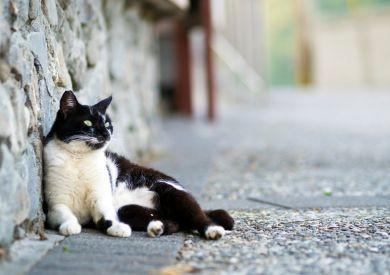 Opieka nad kotami na świeżym powietrzu w zimie