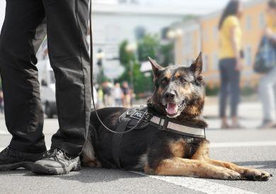 Psy w służbie człowieka: od psów przewodników po psy ratownicze
