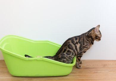 Jak skutecznie nauczyć kota korzystania z kuwety i jaki rodzaj kuwety wybrać?