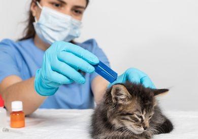 Koty i środki przeciwpasożytnicze: Jak chronić swojego pupila przed pasożytami wiosną