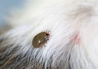 Jakimi chorobami może zarazić się pies od kleszczy, na czym polega leczenie i jak się przed nimi chronić?
