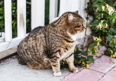 Diety dla kotów: Jakie są najpopularniejsze diety dla kotów i kiedy należy zacząć je stosować?