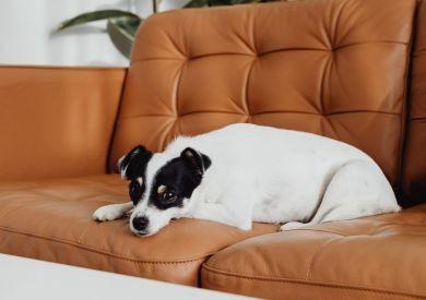 Czego nigdy nie podawać psu? Lista produktów niebezpiecznych dla psów