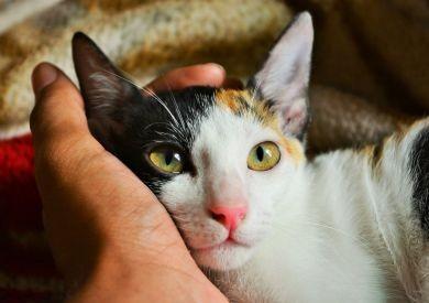 Przepisy dotyczące ochrony kotów na świecie – gdzie koty mają specjalne prawa?