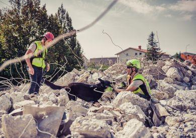 Czym są „psie prace”? Od psów lawinowych po wykrywacze raka