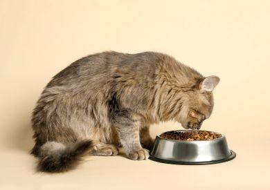 Jakie są różnice w żywieniu kotów w Europie, Azji i Ameryce?