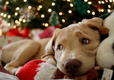 Inspiracje świąteczne dla Twoich czworonożnych przyjaciół: co podarować im pod choinkę?