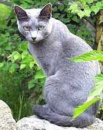 Przywieźliśmy do domu kotka