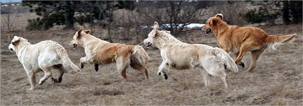 Wybieramy kota (lub psa?)