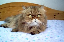 Wprowadzenie do kota perskiego