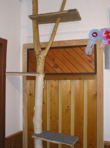 Jak wyczyścić kotka, aby podrapał siedzenie