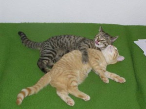 Jak przedstawić kotka innym kotom