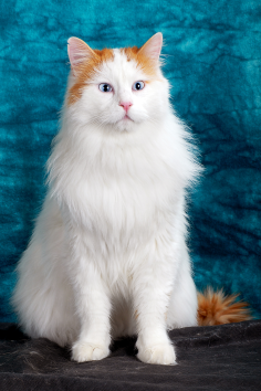 Turecka furgonetka dla kota