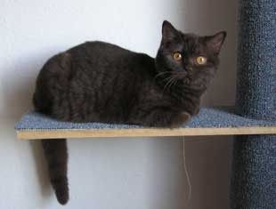 Szkolenie kociąt i rozwijanie niepożądanych zachowań