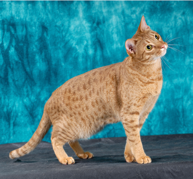 Ocicat