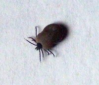 Kleszcze i ich wpływ na zdrowie zwierząt