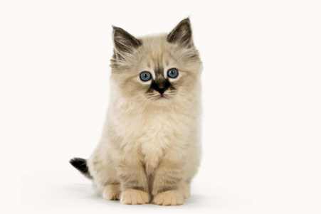 Większe znaczenie należy zwrócić na zapobieganie zdrowiu psów i kotów