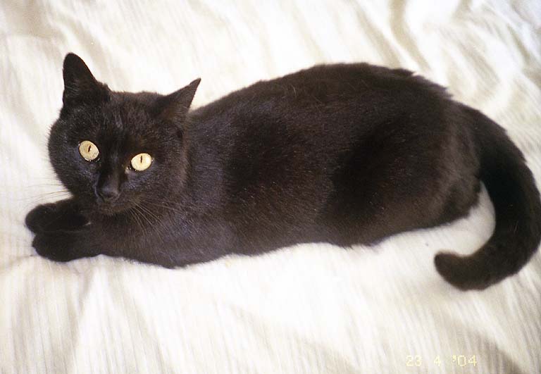 23. wystawa porzuconych kotów.