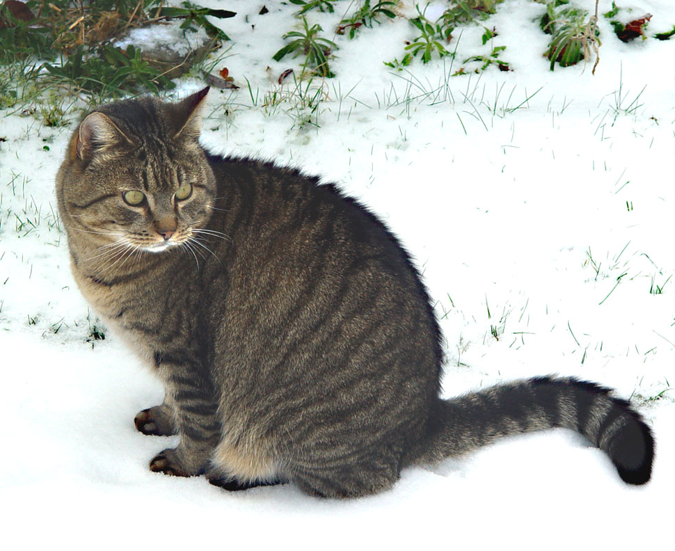 Wystawa umieszczająca bezdomnych kotów lub Boże Narodzenie w schronisku