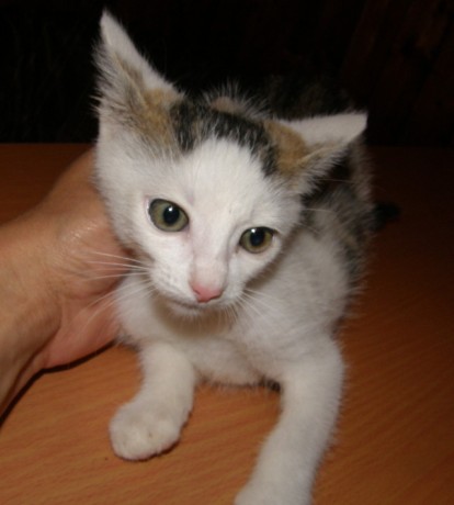 Jasnooki nie wierzy ślepym ..