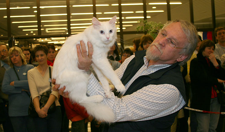 Międzynarodowa wystawa kotów