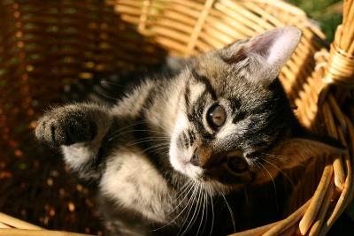 Jak przybycie kota zmienia twoje życie