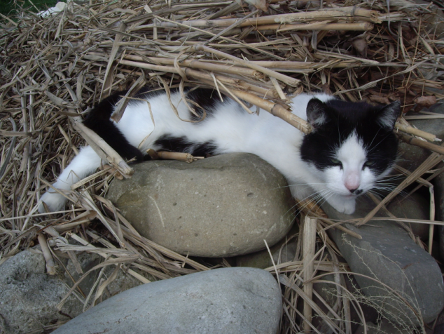 Dorastanie, pierwsze upały i pragnienie kota