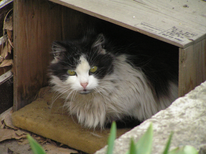 Czekolada & # 8211; słodka trucizna
