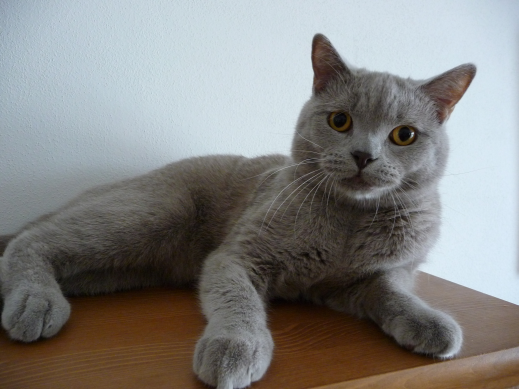 Zatrucie psów i kotów II