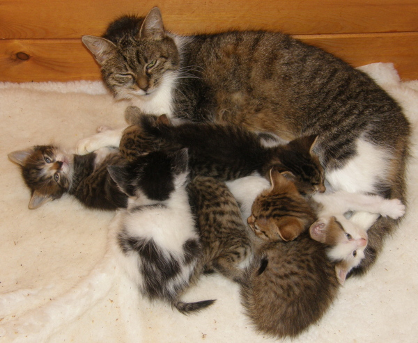 KOSE FLOOD SOS - NASTĘPNY MIESIĄC