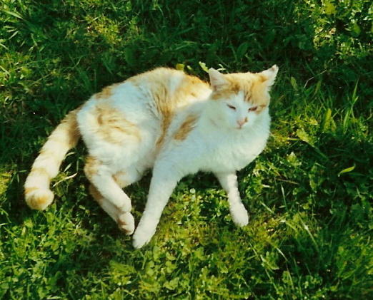 Miła osoba czy zabójca kotów?